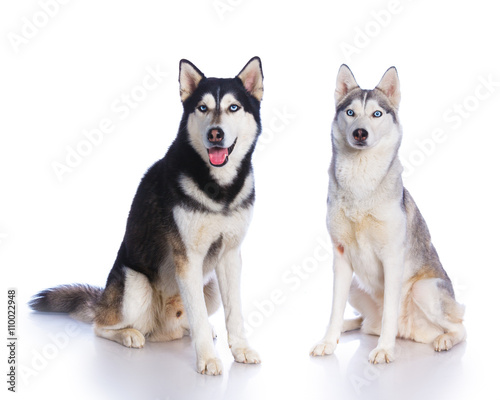 Siberian husky in studio