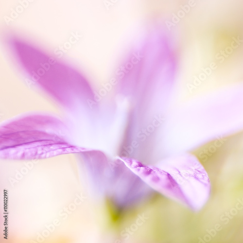 Abstract detail of blooming spring flower  selective focus