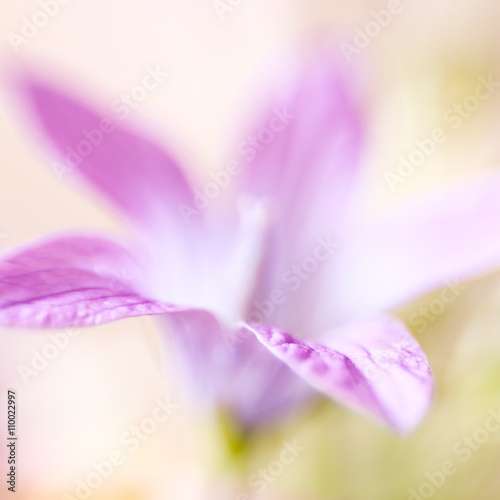 Abstract detail of blooming spring flower, selective focus