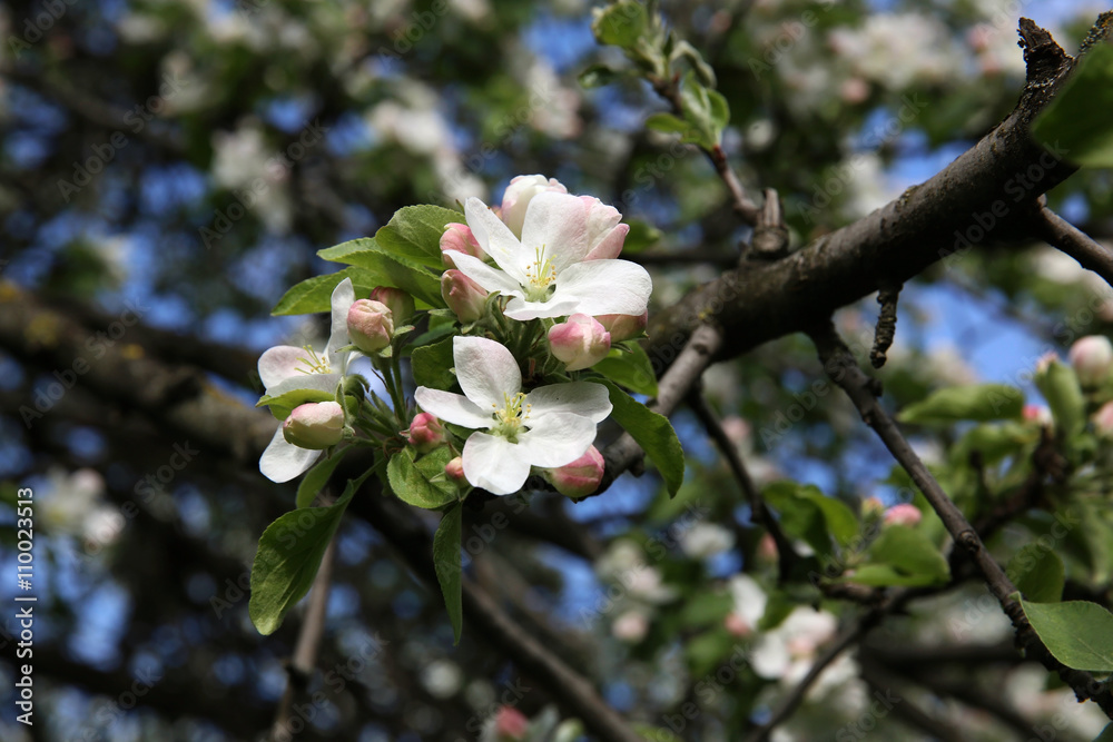 Obraz premium Spring blossom on apple tree