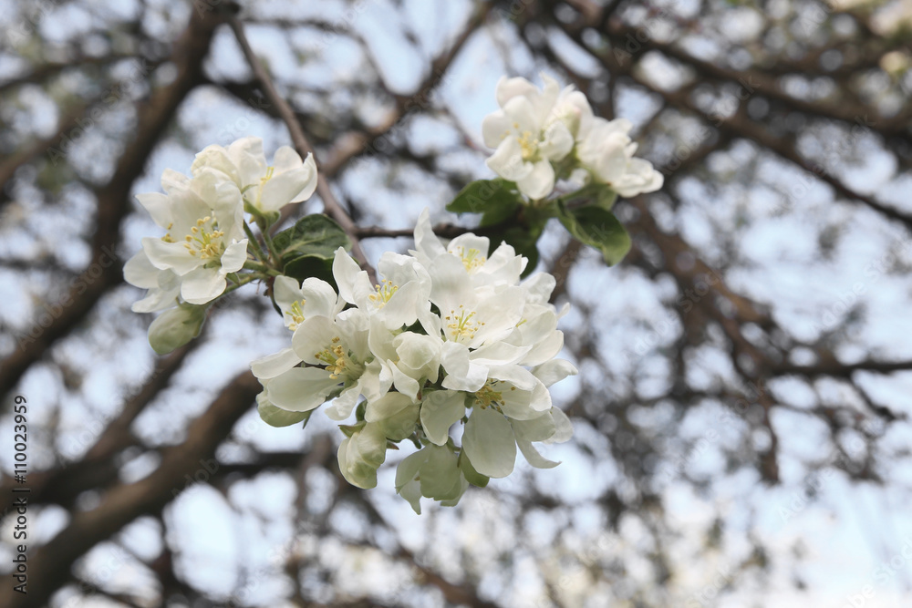 Spring blossom on apple tree