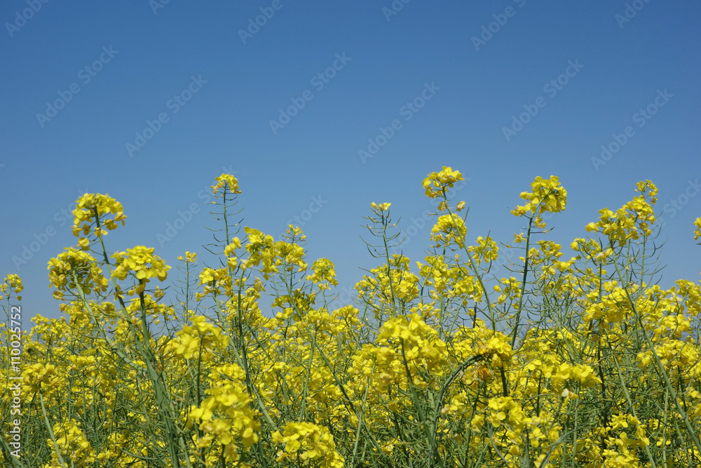 Farbenfrohe Wiese Farbenfrohe Wiese