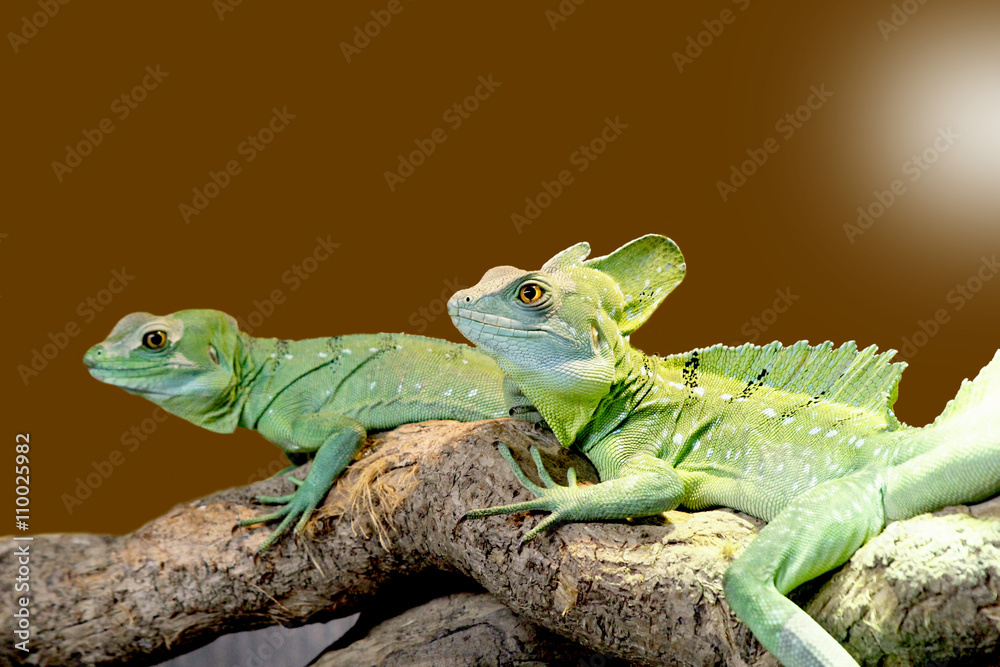 Fototapeta premium lizard Plumed basilisk