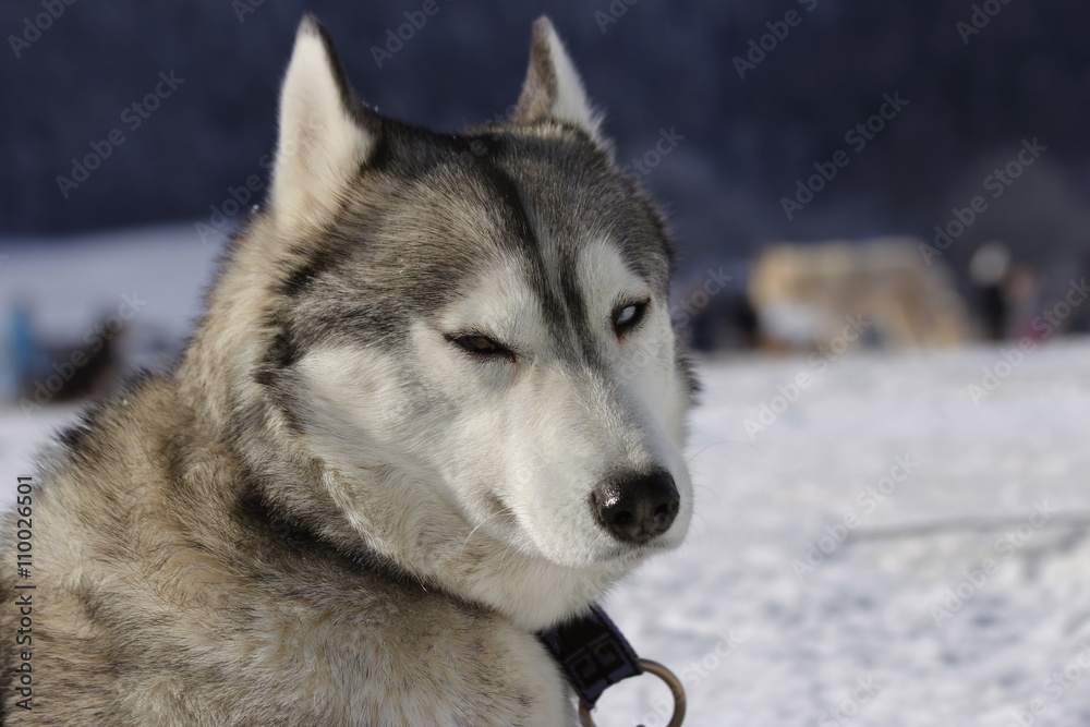 Siberian Husky Sled Dog
