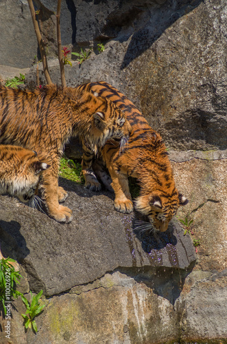 Tiger am Wasser photo