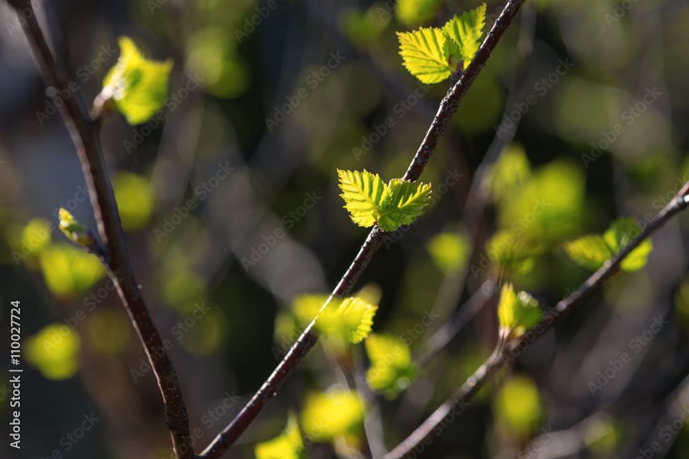 Fototapeta premium Closeup of young birch leafes in backlight, vivid green and yell