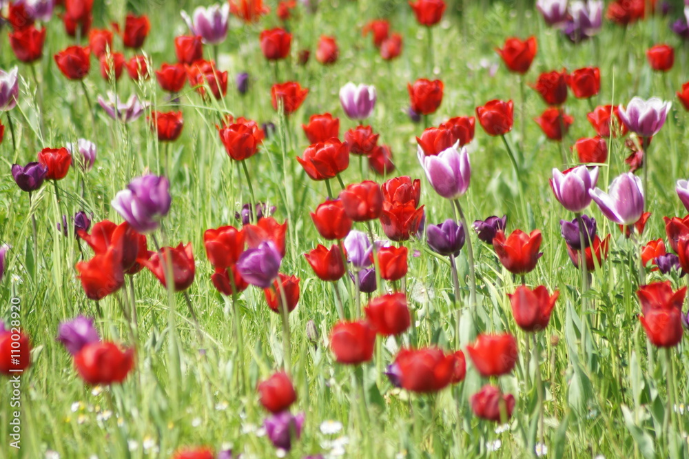 Fototapeta premium Tulpen