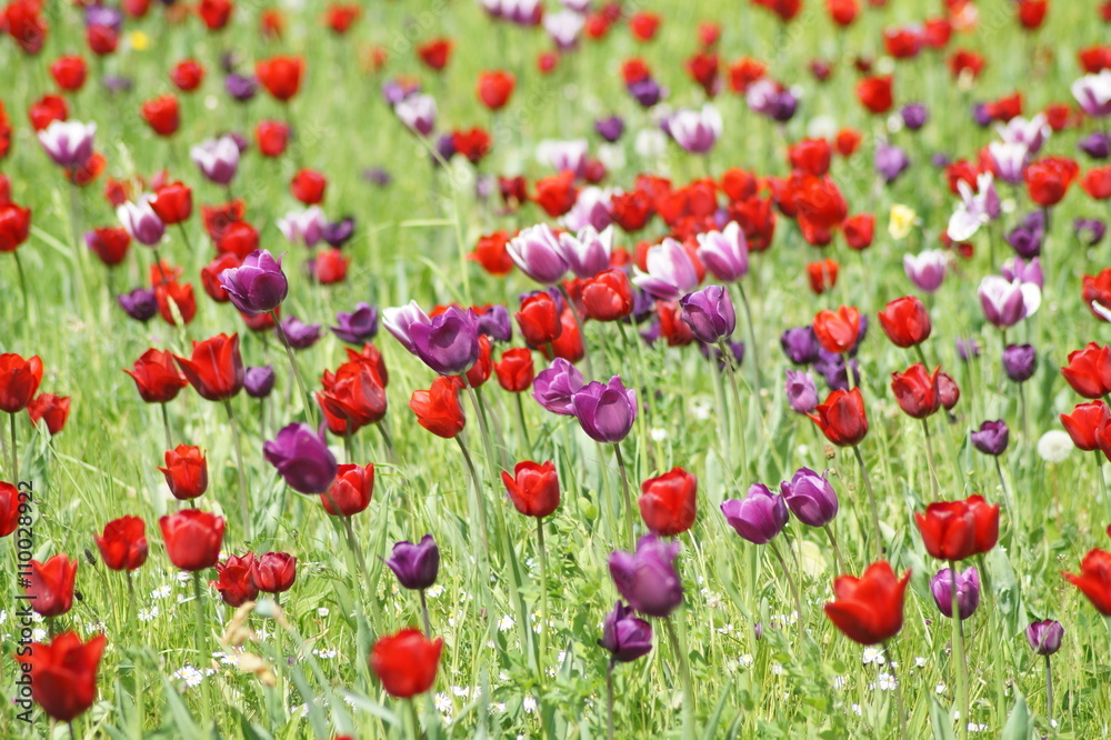 Fototapeta premium Tulpen