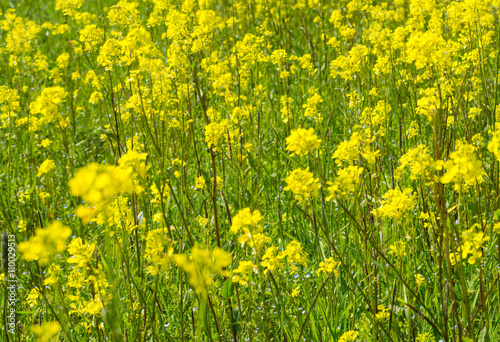 Yellow flower field of rapeseed