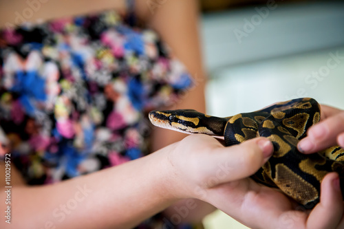 Ball Python Behing Held By A Little Girl