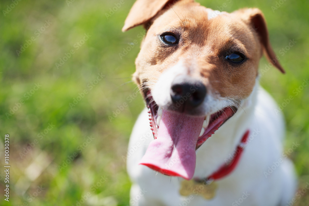 Heavy breathing Jack Russell terrier puppy in green park - obrazy, fototapety, plakaty 
