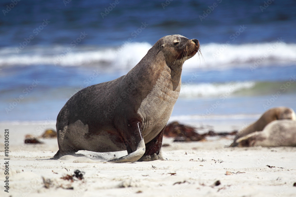 Fototapeta premium Australischer Seelöwe (Neophoca cinerea)