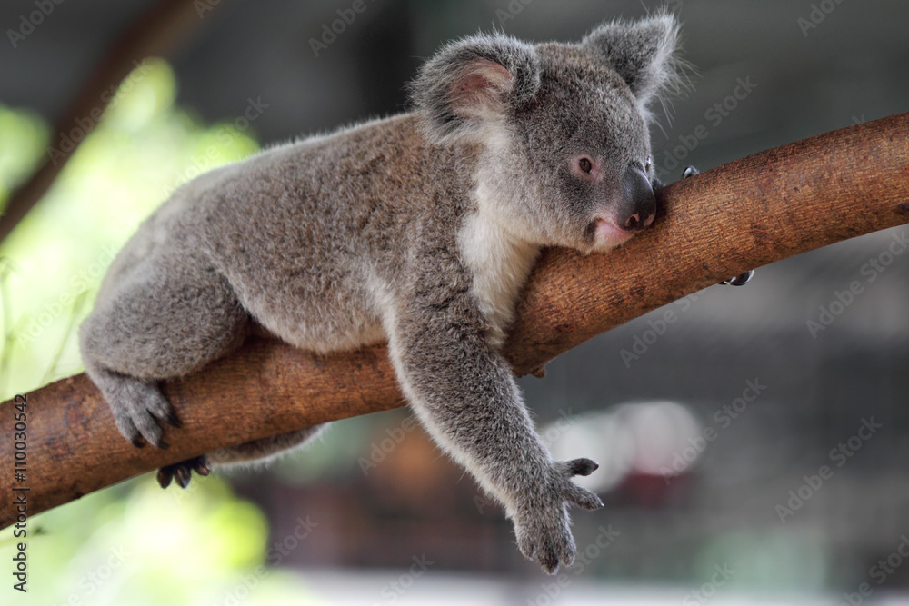 Naklejka premium Koala (Phascolarctos cinereus)