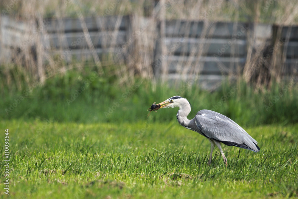 Graureiher (Ardea cinerea) Graureiher (Ardea cinerea)