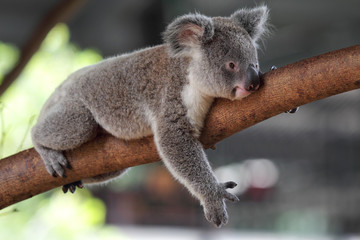 Ingelijste posters Koala Koala phascolarctos cinereus in boom  © DirkR