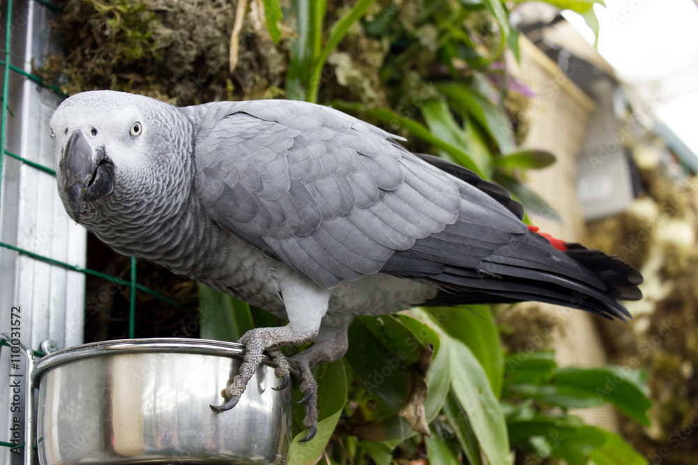 Obraz premium African grey parrot (psittacus erithacus erithacus)