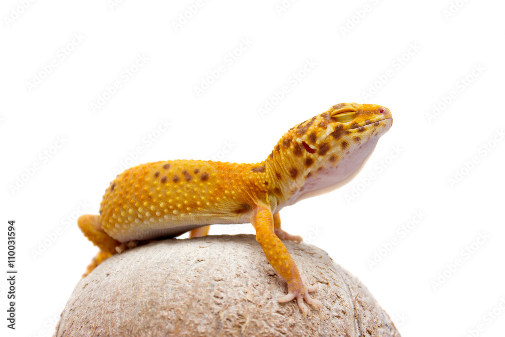 Leopard gecko pet Leopard gecko pet