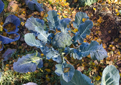 brocoli en permacultura