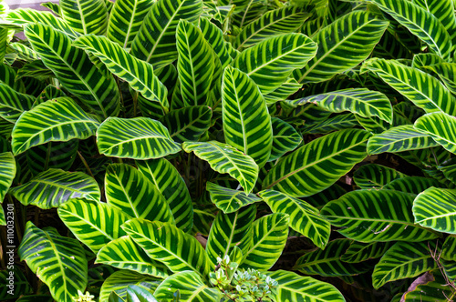 Bright green striped leaves of exotic tropical plant. Nature background