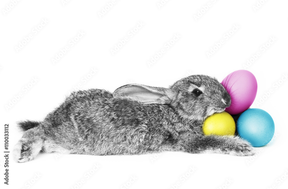 Fototapeta premium Rabbit lying down holding CMYK colored eggs.