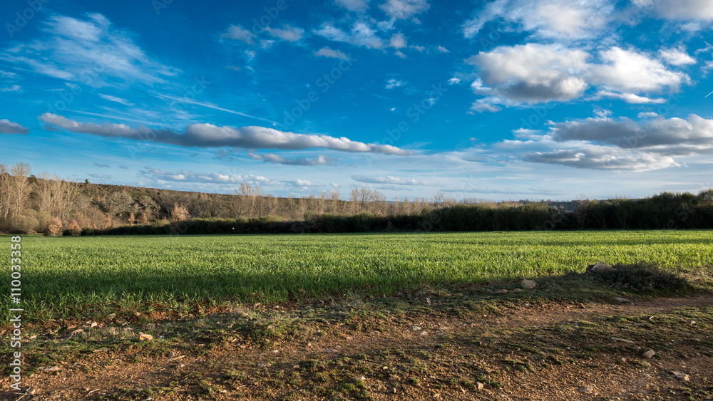 Fototapeta premium Green wheat field against blue sky