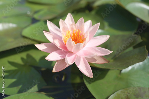 Pink lotus in a pond with bloom.