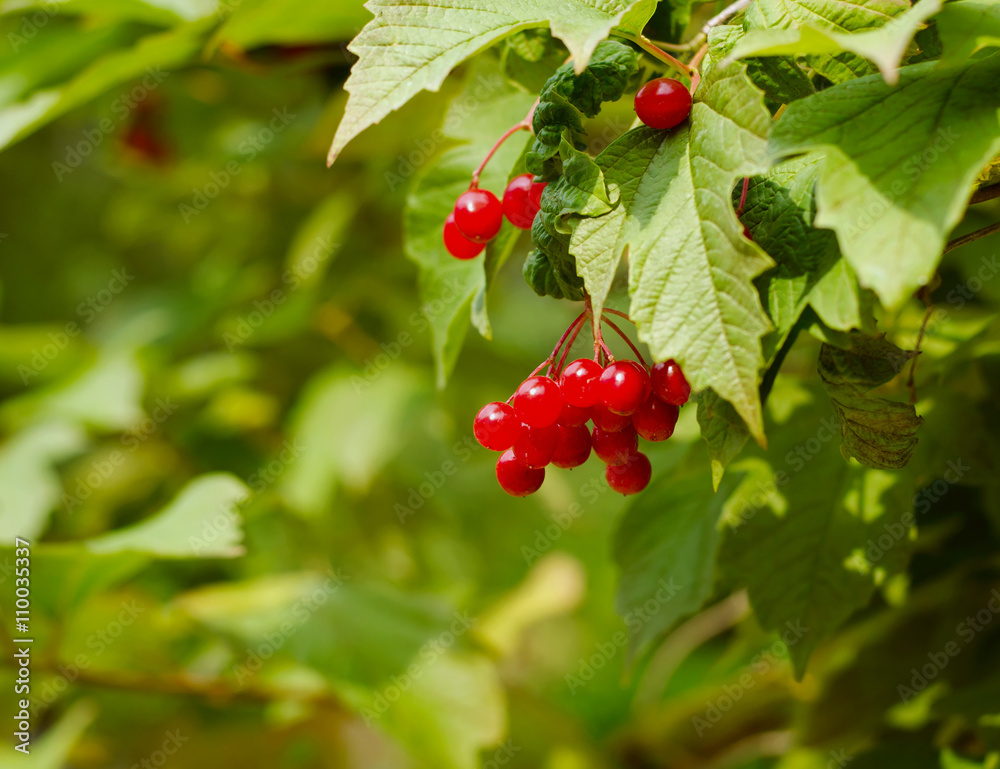 Bunches of red berries on Guelder rose