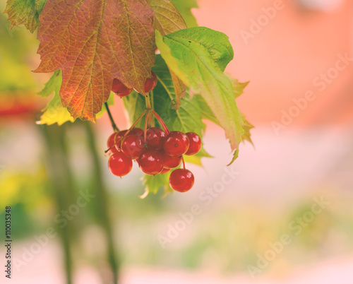 Bunches of red berries on Guelder rose