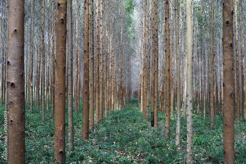 Eucalyptus plantation