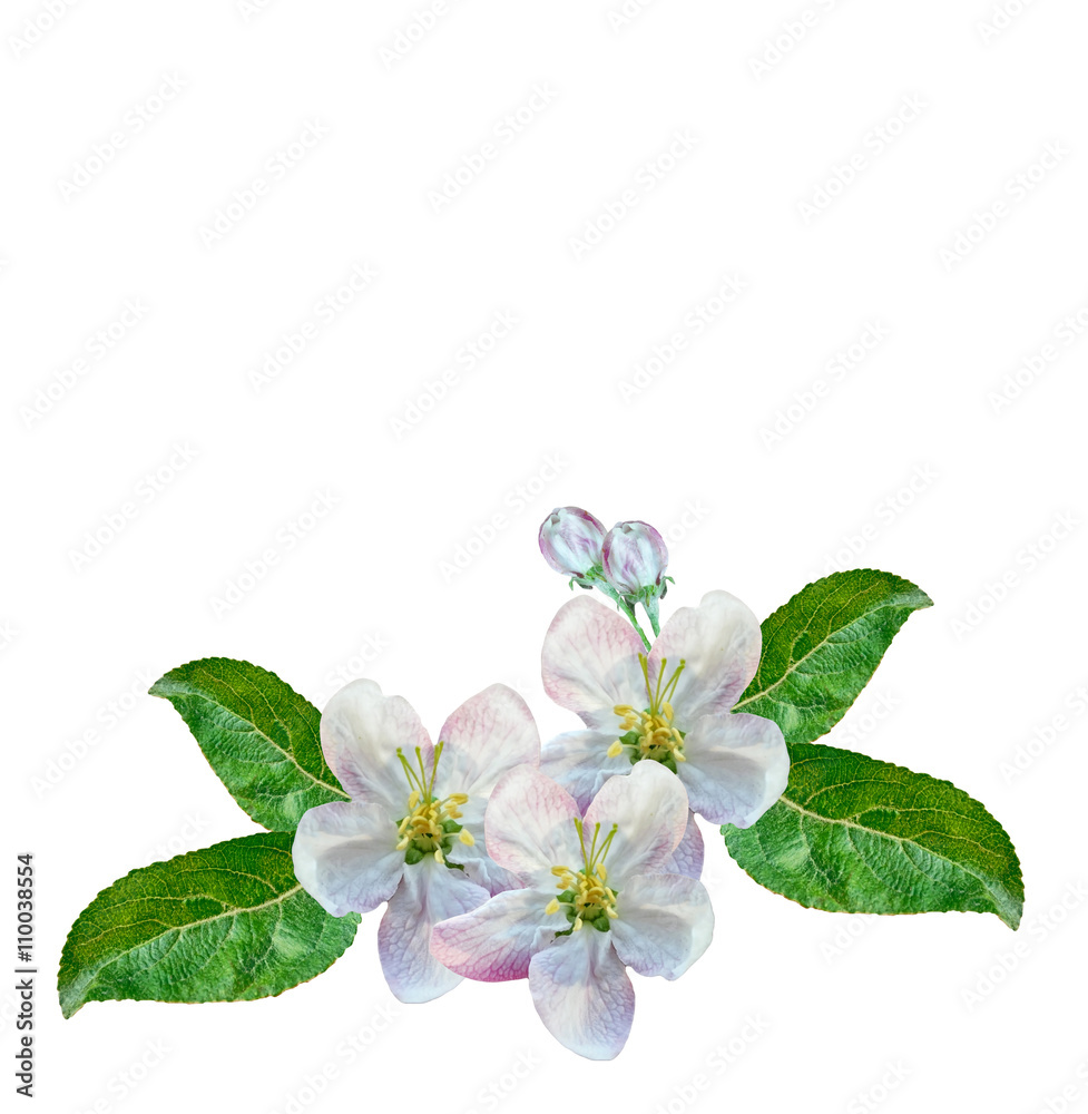 White apple flowers branch White apple flowers branch