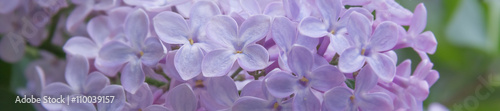 Panorama fragrant flowers and buds of lilac