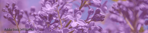 Panorama fragrant flowers and buds of lilac