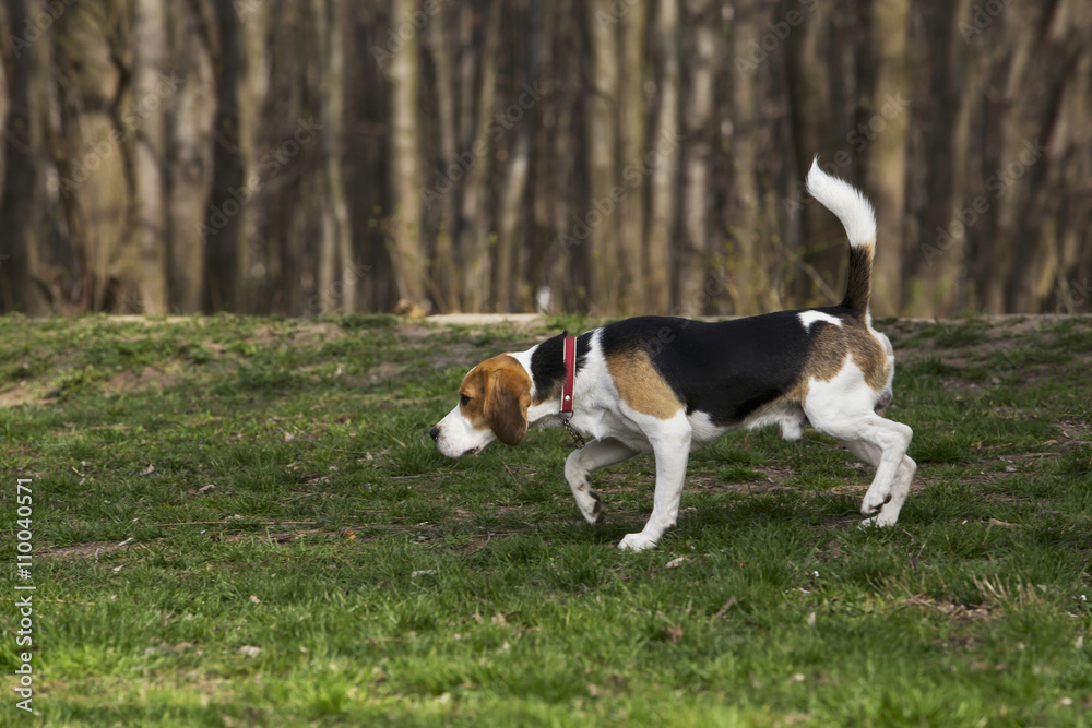 dog breed beagle