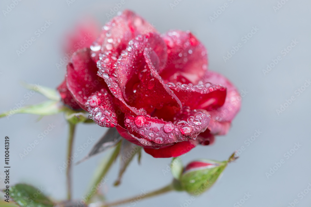 Close up view of single rose flower with water drops Close up view of single rose flower with water drops