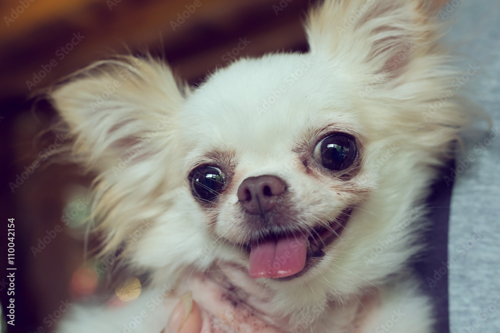 chihuahua small dog happy smile, pet wounded on neck