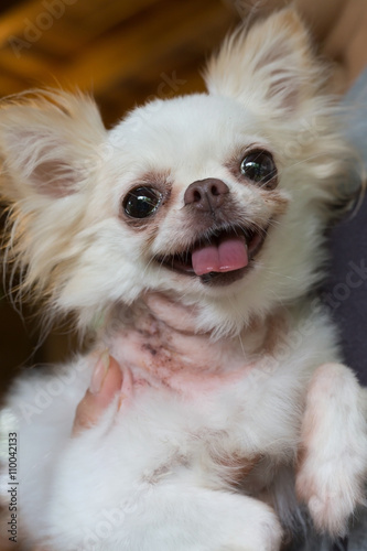 chihuahua small dog happy smile, pet wounded on neck