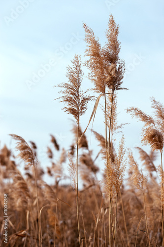 Dry reed. Abstract natural background.