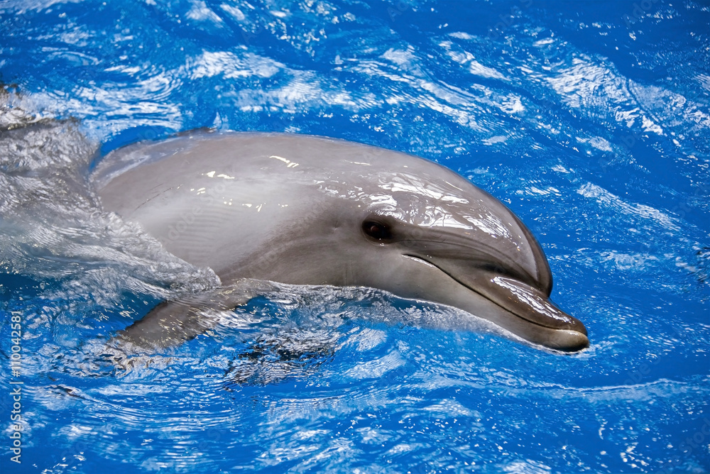 Naklejka premium Bottlenose Dolphin