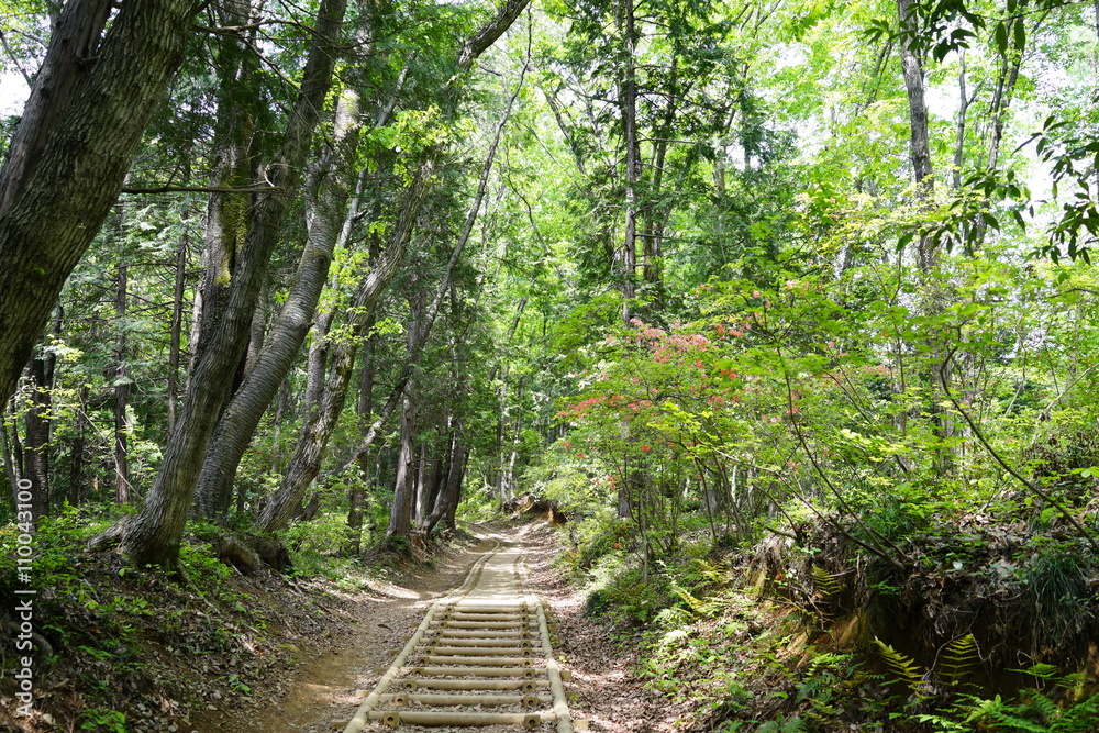 Fototapeta premium 新緑の森 山道 登山道