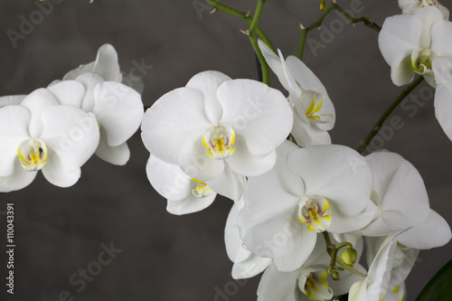 Fototapeta Naklejka Na Ścianę i Meble -  Orchid