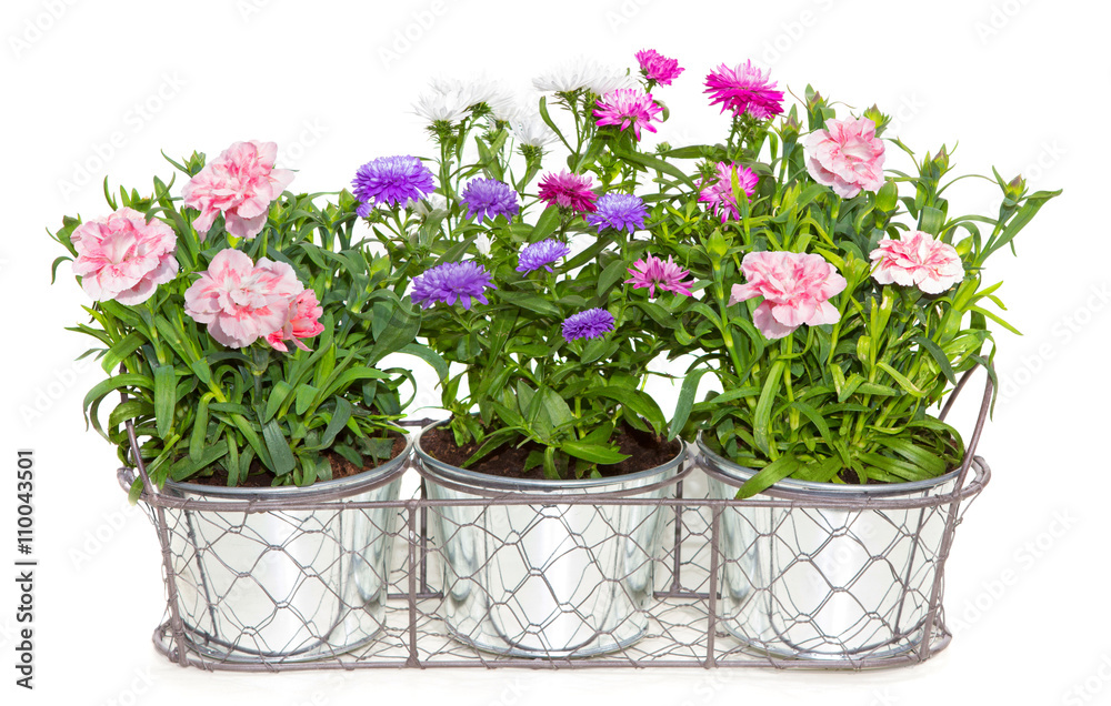 Aster and Dianthus flowers potted in metal flowerpots.