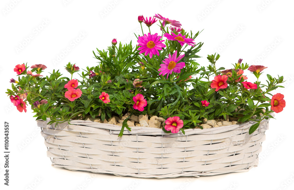 Daisies and Petunia flowers in a white basket. Daisies and Petunia flowers in a white basket.