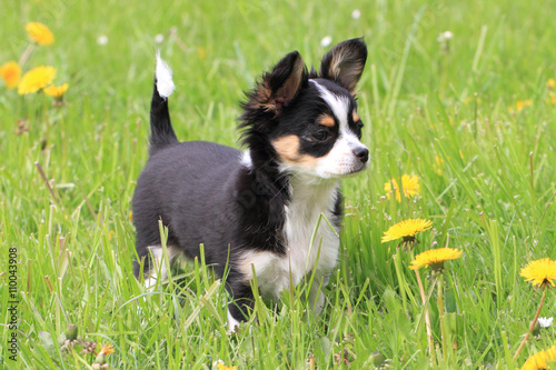 chihuahua in the grass