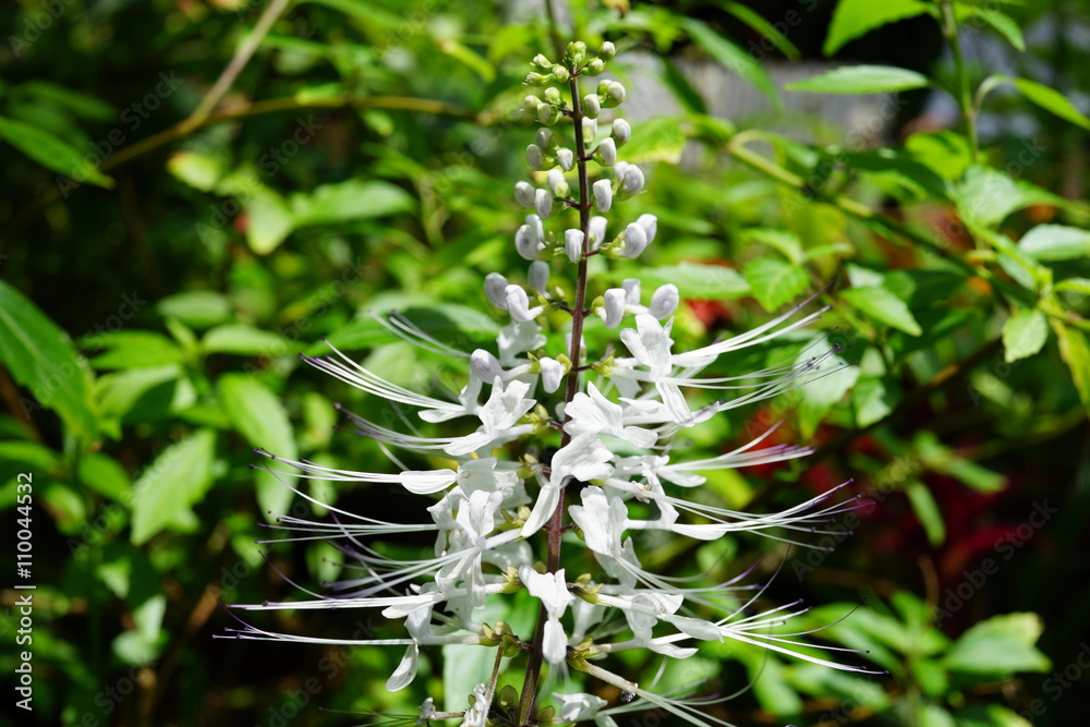 ねこのひげ　花　白い花