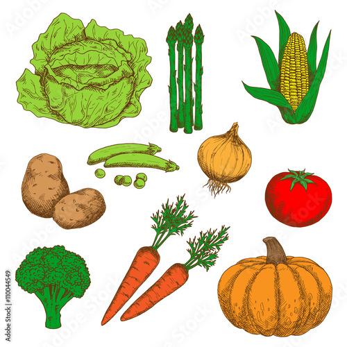 Colorful sketch of autumn fresh vegetables