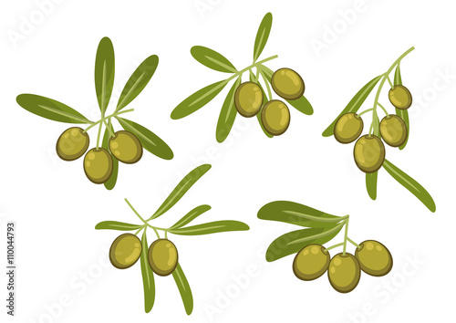 Olive tree branches with green fruits and leaves