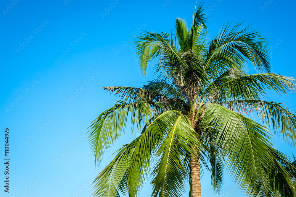 Obraz premium Coconut tree on blue sky background