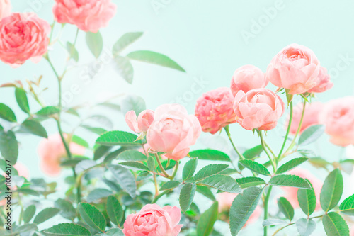the sweet pink rose flowers for love romance background © Cozine