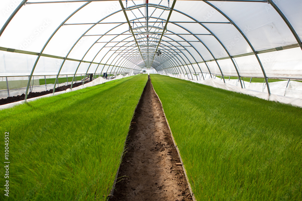 Fototapeta premium Young plants growing in a very large plant nursery 