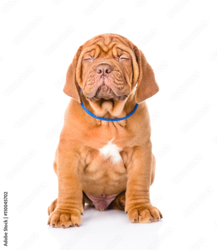 Bordeaux puppy closed his eyes and thought. isolated on white ba Bordeaux puppy closed his eyes and thought. isolated on white ba